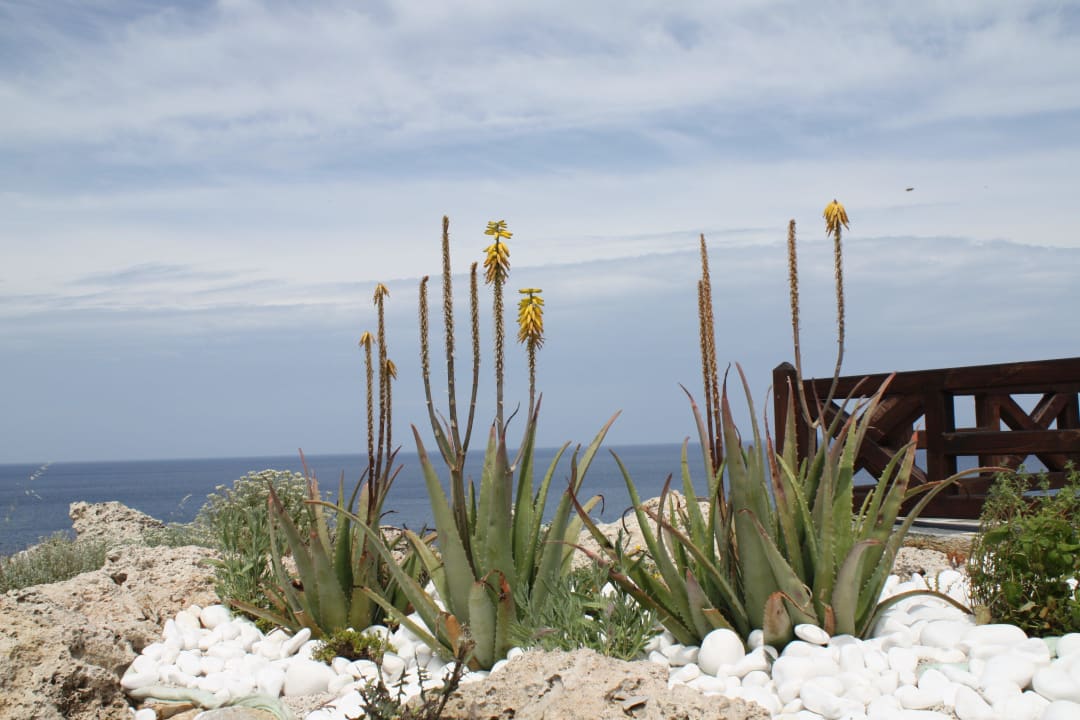 Herrliche Blütenpracht Hotel Kalithea Horizon Royal