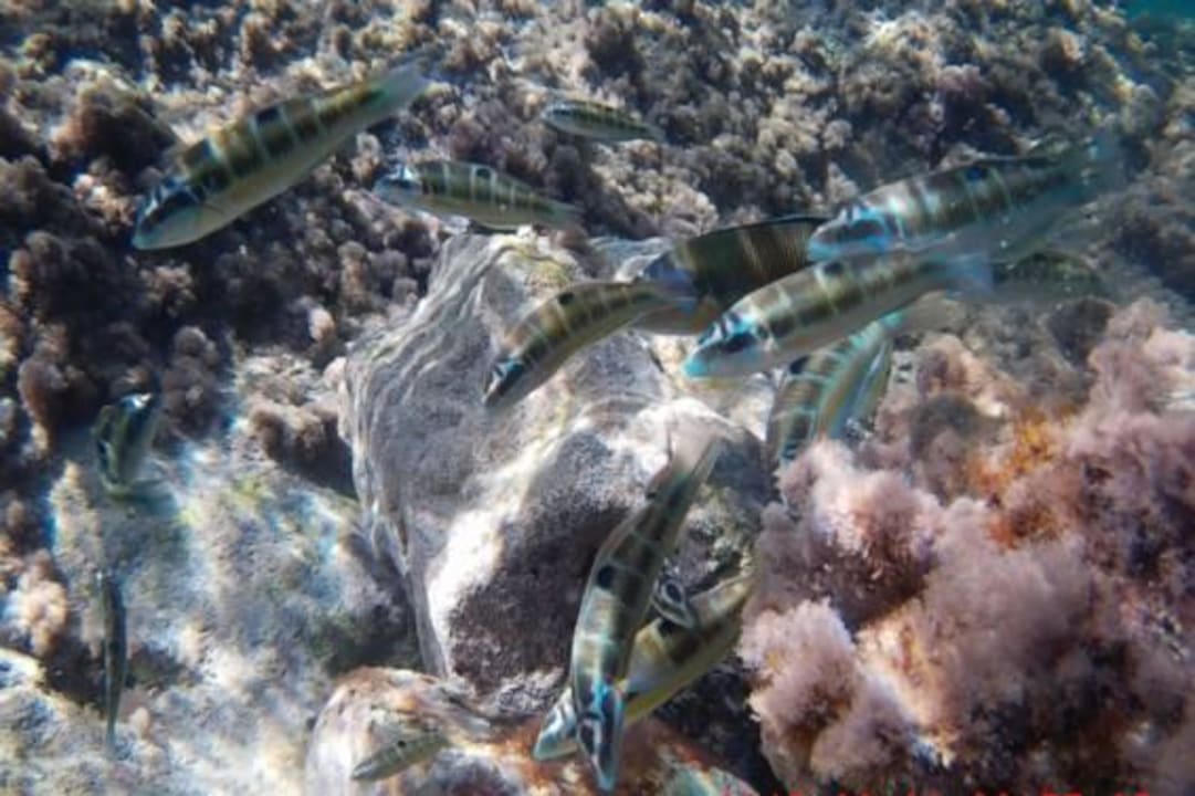 Schwarm Meerpfauen in der Bucht vom Meli Palace Grecotel Meli Palace
