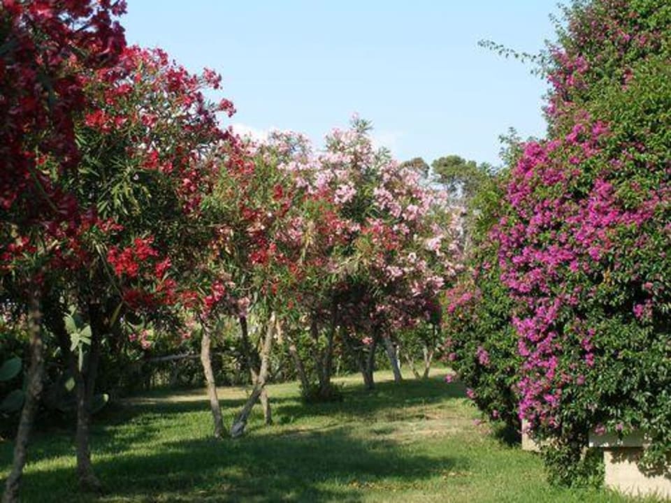 Farbenvielfalt im tropischen Garten Aldiana Club Rocca Nettuno Calabria