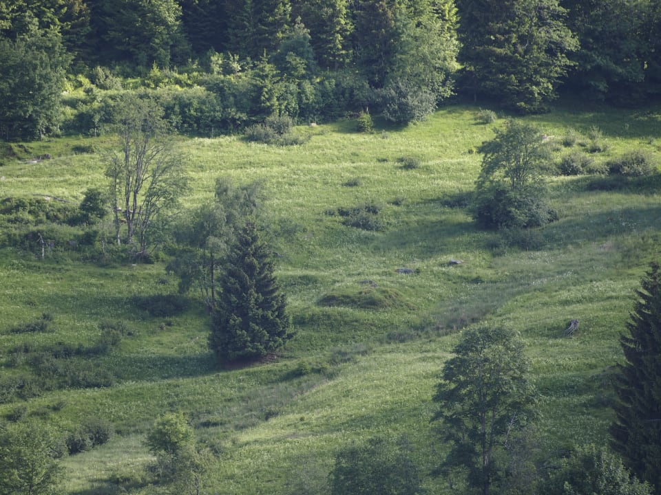 Wiesen und Wälder Farnbauernhof