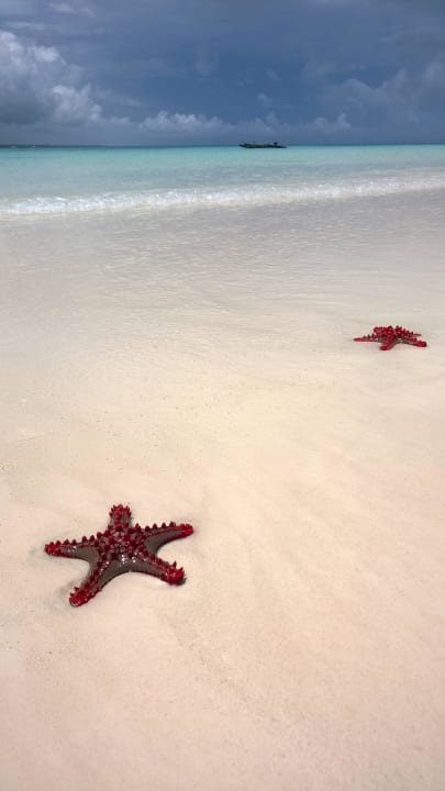 Schöner kann's Monet nicht malen Royal Zanzibar Beach Resort