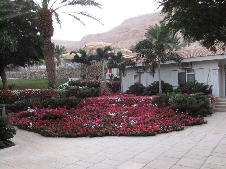 Patio Hotel Oasis Dead Sea