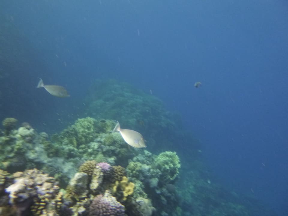 Sport & Freizeit Three Corners Sea Beach Resort