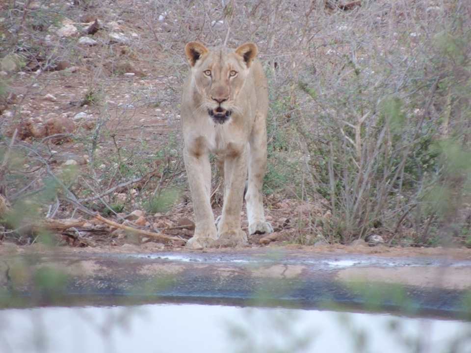 Gartenanlage Casart Game Lodge