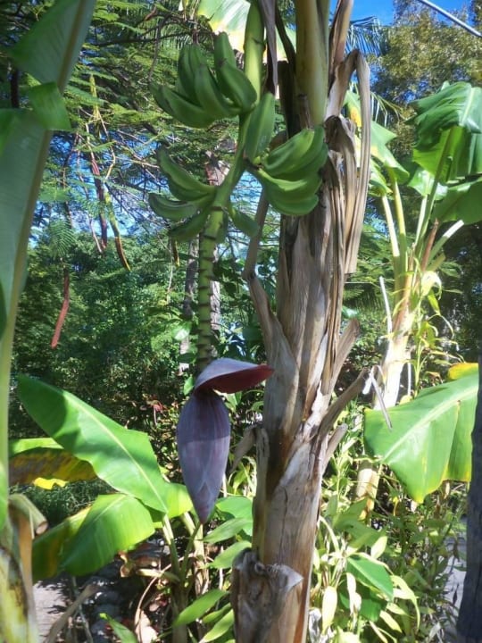 Bananenstrauch mit Blüte Hotel Blackfin Resort & Marina