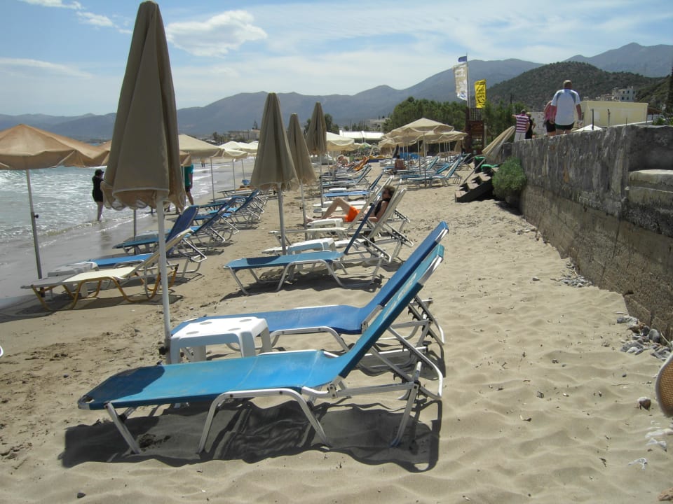 Strand  Cactus Royal