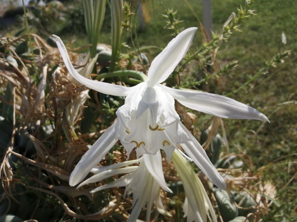 Gartenanlage Hotel Kathrin Beach