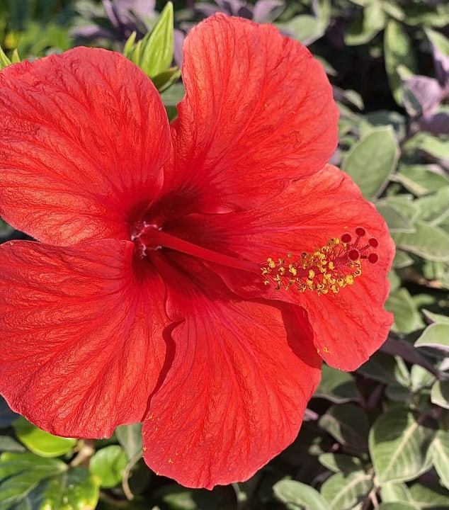 Gartenanlage Hotel Riu Palace Jandia