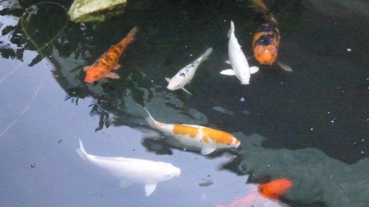 Kois Grand Palladium Select White Sand Resort & Spa