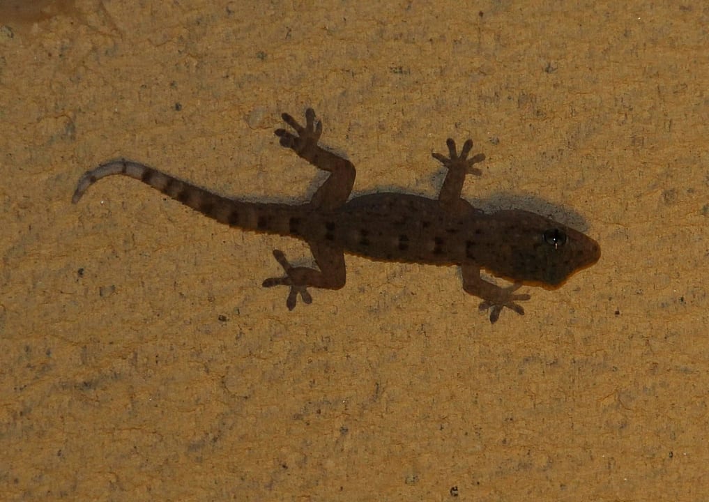 Gecko an der Decke Flur vor dem Zimmer La Palma Princess