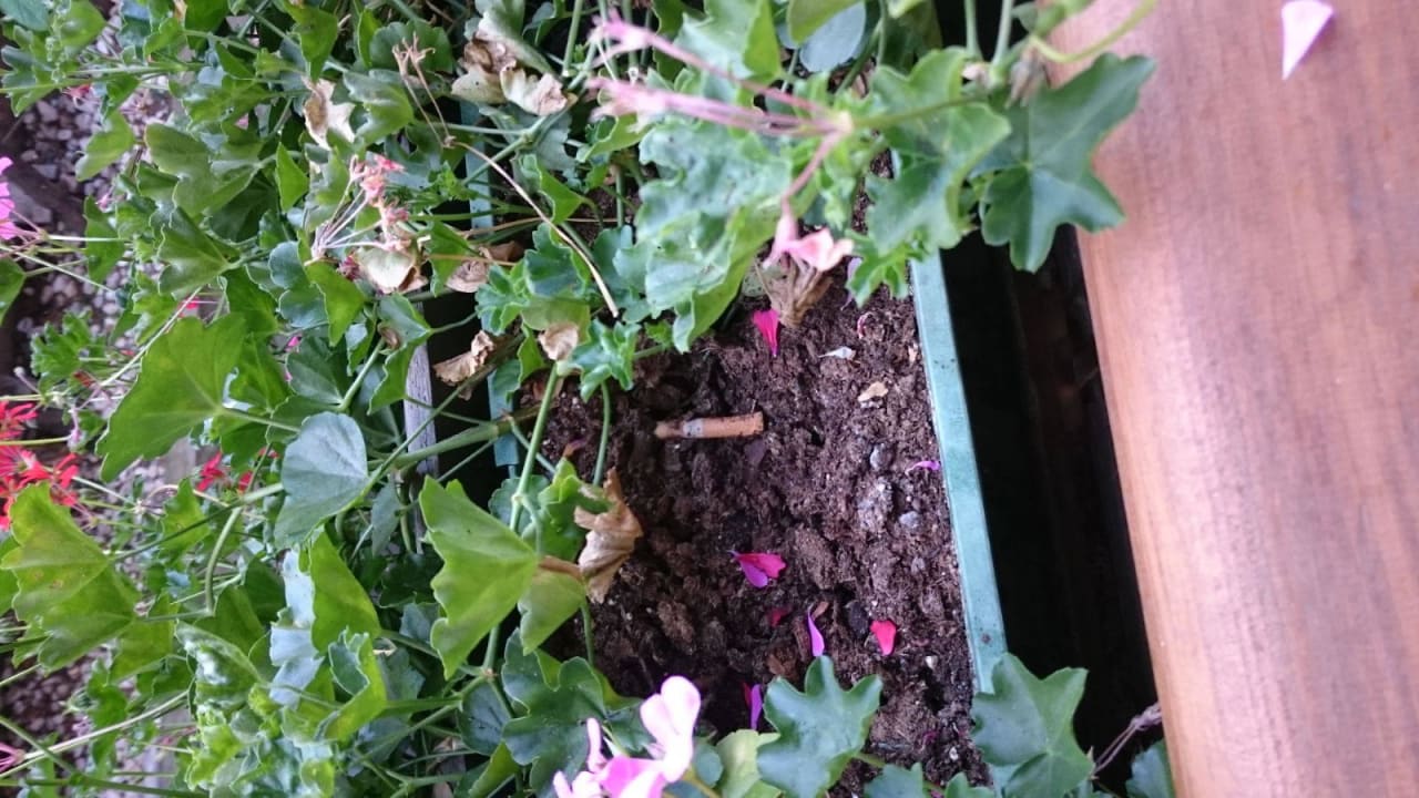 Kippe im Blumenkasten STROBLHOF Active Family SPA Resort