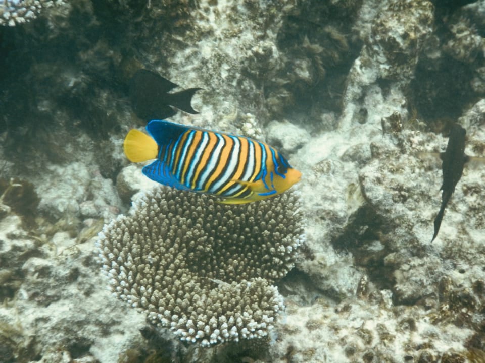 Sport & Freizeit NH Collection Maldives Havodda Resort