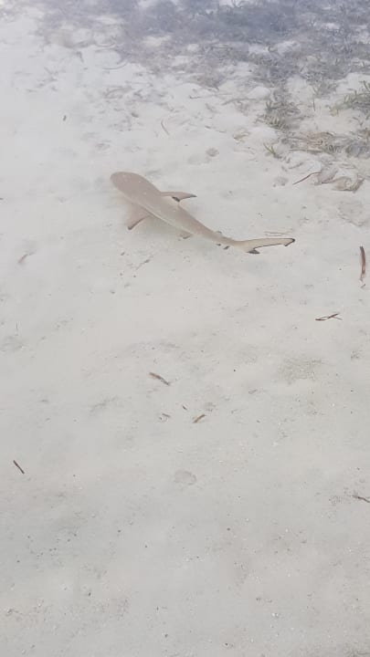 Strand Kuredu Island Resort & Spa