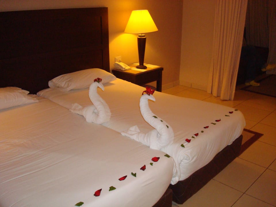 Haustiere  Jaz Dar EL Madina