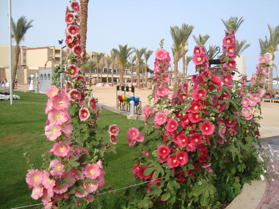 Gartenanlage Beach Albatros Resort