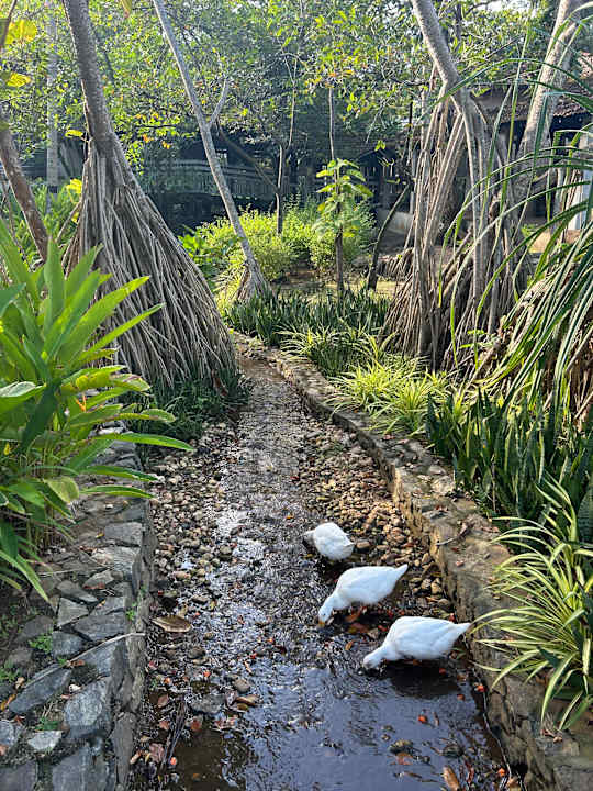 Gartenanlage Club Hotel Dolphin