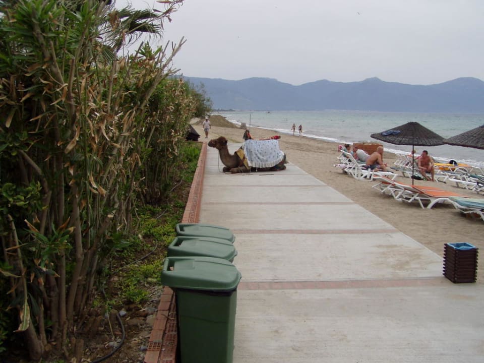 Auch sowas liegt am Strand herum  Hotel Ephesia