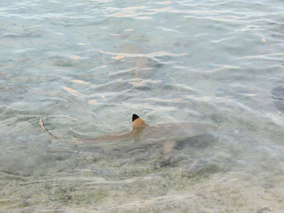 Vom Zimmer  Tikehau Village