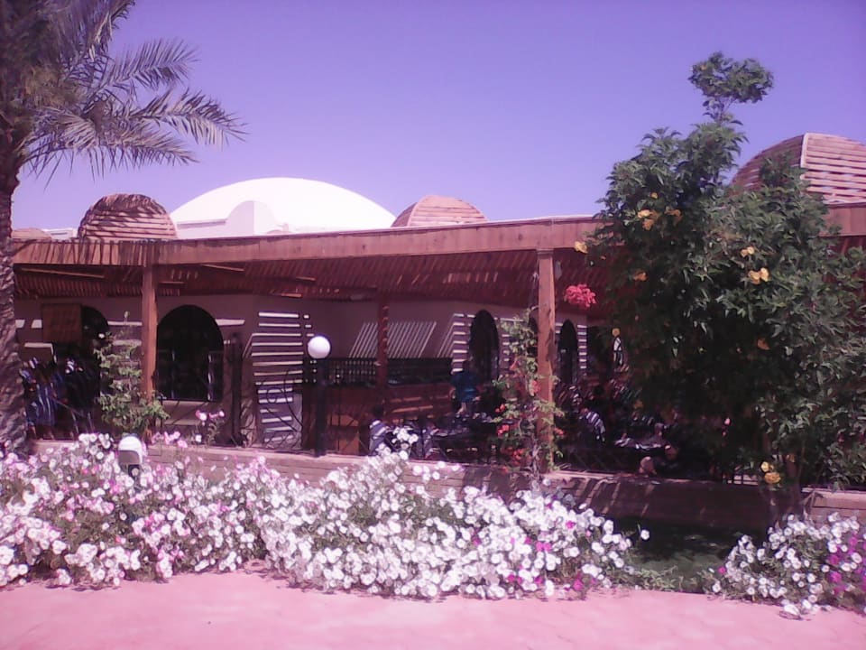 Sonstiges Desert Rose