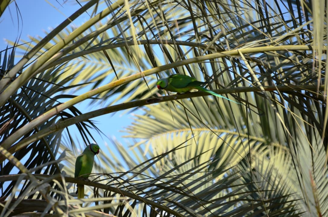 Sonstiges Grand Hyatt Muscat