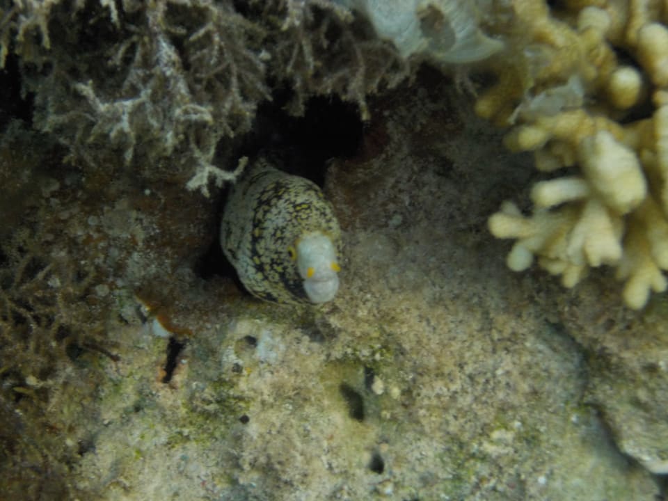 Strand Beach Safari Nubian Resort
