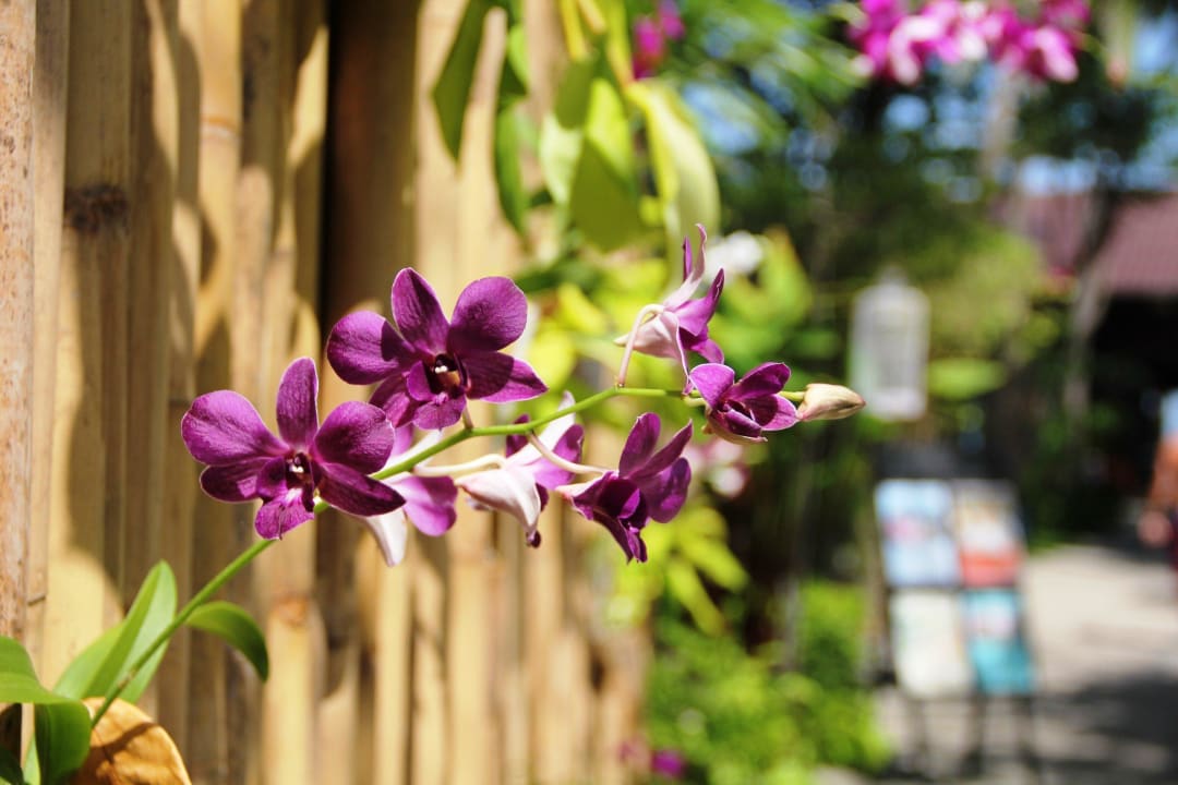 Tropische Gartenanlage NH Collection Samui Peace Resort