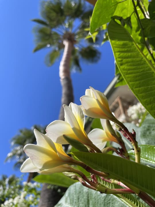 Außenansicht Can Garden Resort