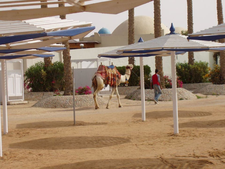 Kamel am Strand Pickalbatros Dana Beach Resort - Hurghada