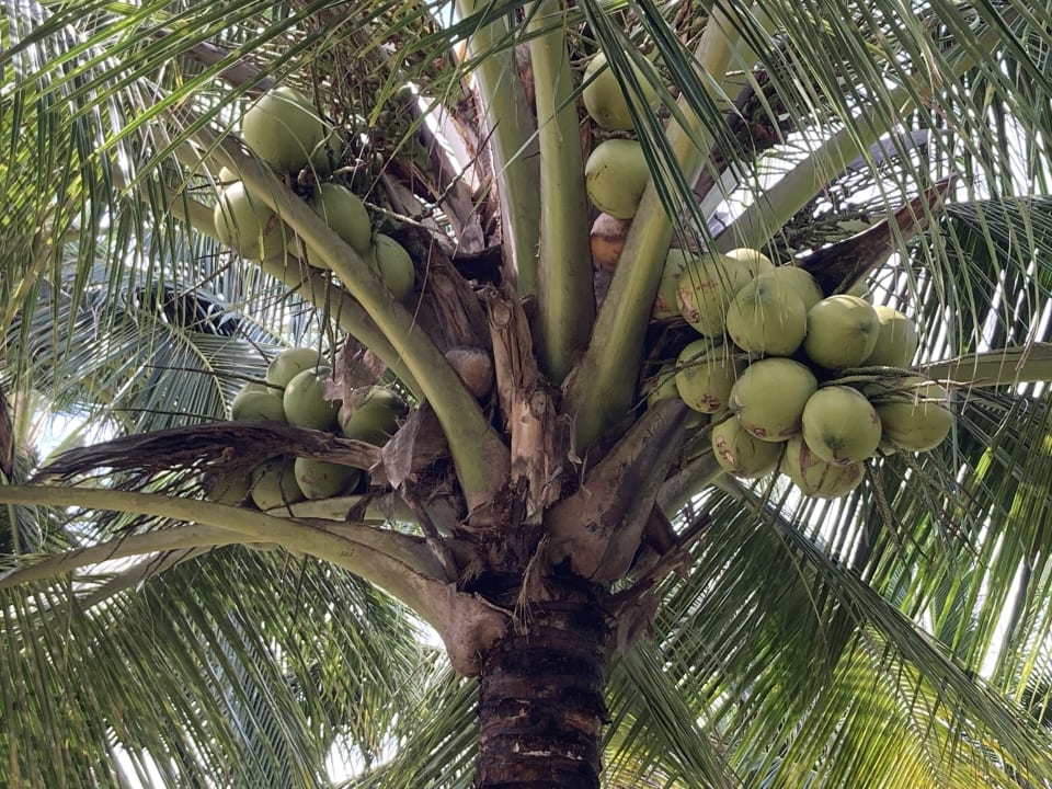 Außenansicht The Sands Khao Lak by Katathani