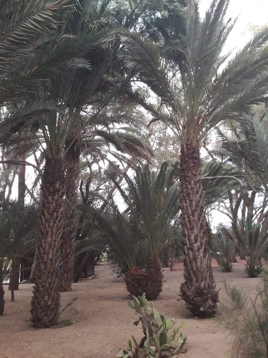 Gartenanlage Marhaba Royal Salem