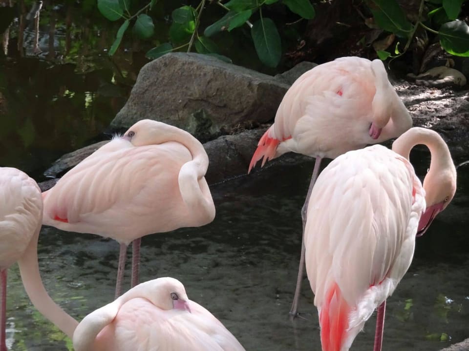 Flamingo Tropical Islands Resort