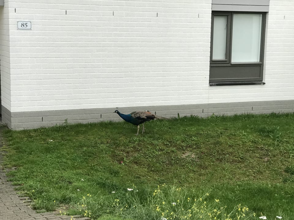 Sonstiges Center Parcs Park Zandvoort - Ferienhäuser