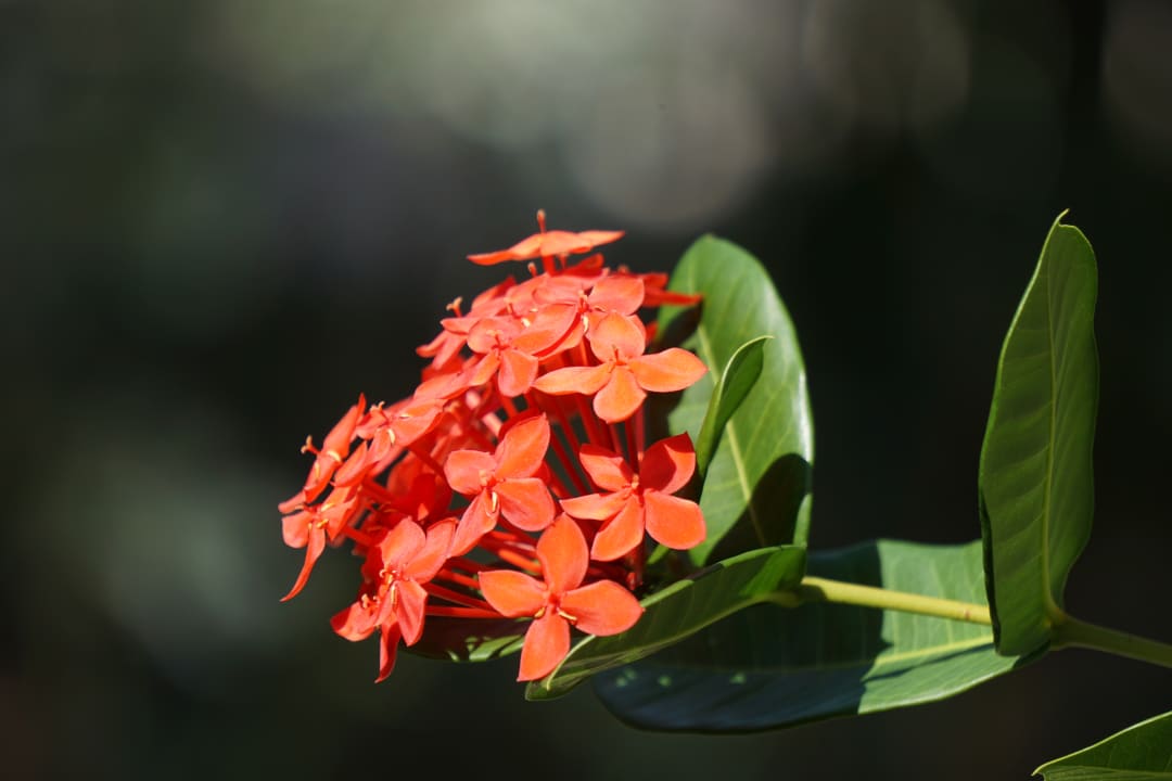 Gartenanlage Don Genaro Apartments
