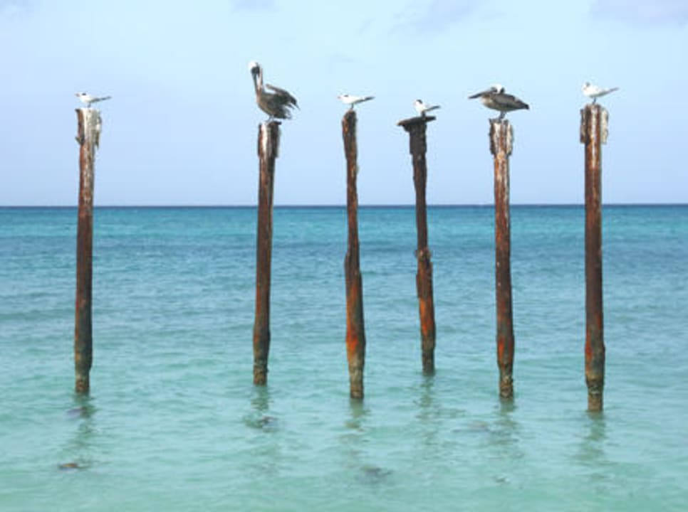 Divi - Strandbewohner Divi Aruba All Inclusive