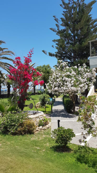 Gartenanlage Hotel Minos Mare Beach