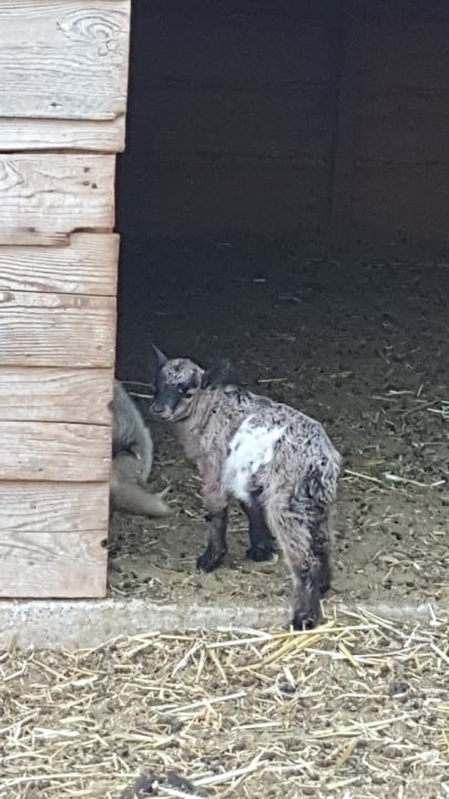 Sonstiges Atlantica Plimmiri