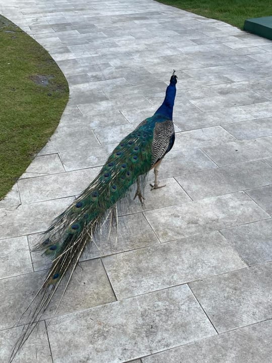 Gartenanlage Caribe Deluxe Princess