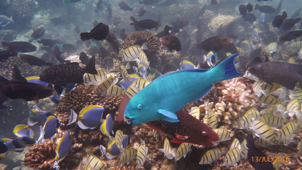 Aquarium am Hausriff Eri Maldives