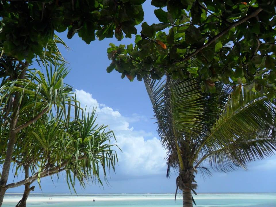Schatten unter Palmen! Neptune Pwani Beach Resort & Spa