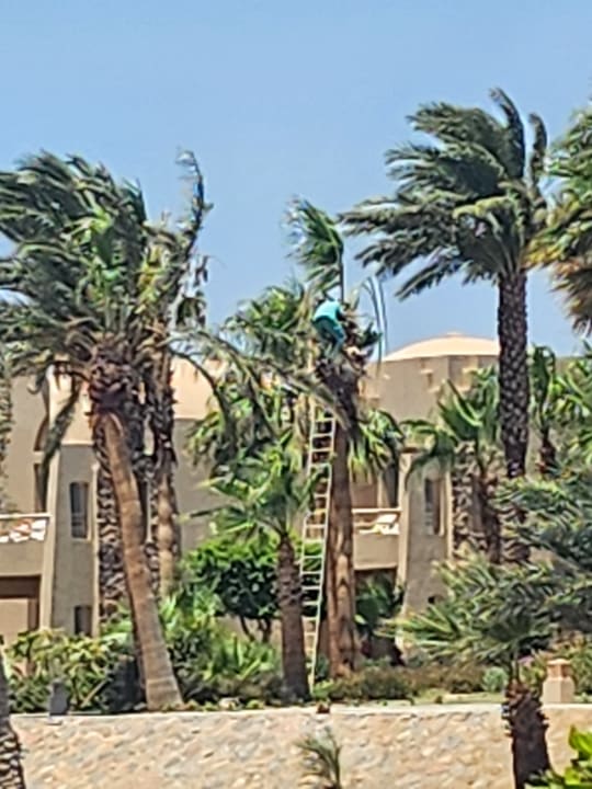 Gartenanlage Shams Alam Beach Resort