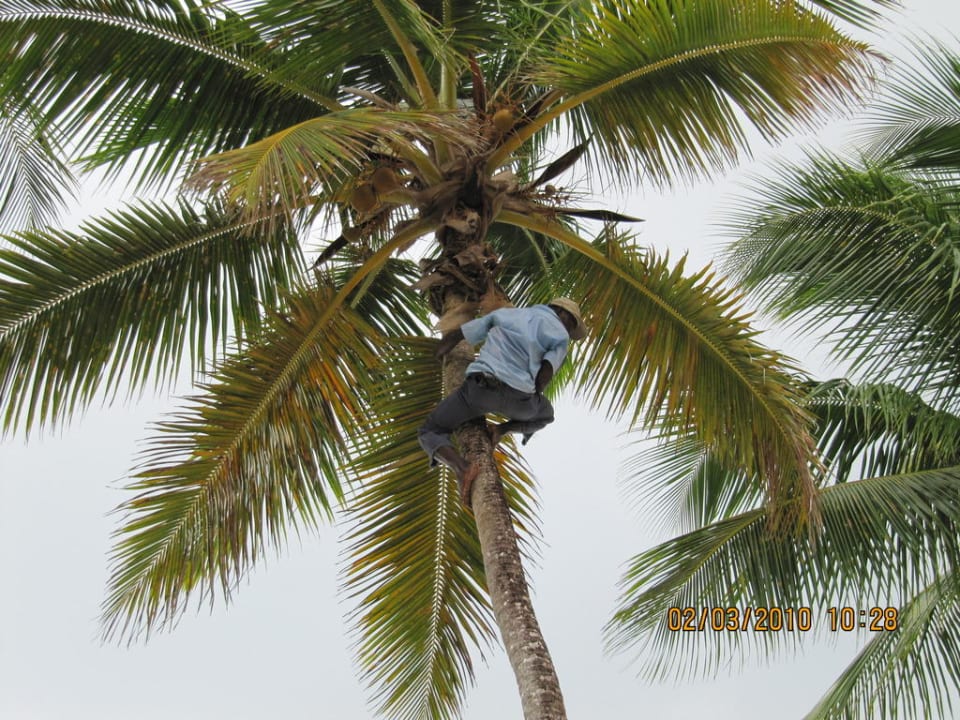 Cuba der Herr der Coconut Palme Wyndham Alltra Samana