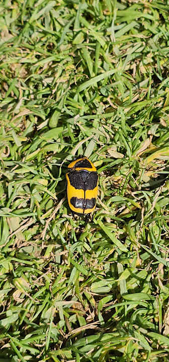 Gartenanlage JAZ Elite Asteria