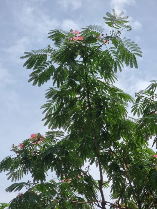 Gartenanlage Royal Wings Hotel