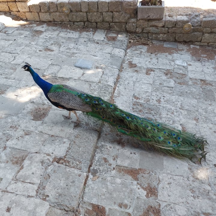 Sonstiges Hotel Calypso Beach