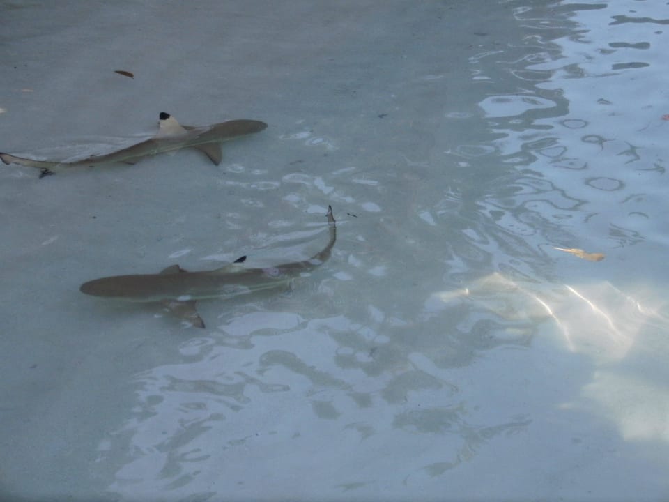 Schwarzspitzenriffhaie Kuramathi Maldives