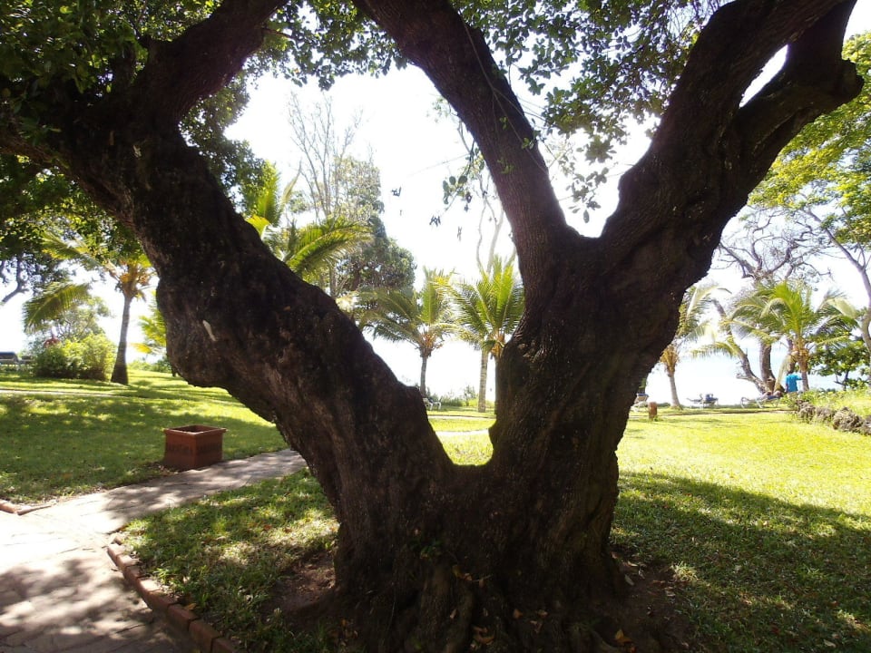 Gartenanlage Baobab Beach Resort & Spa