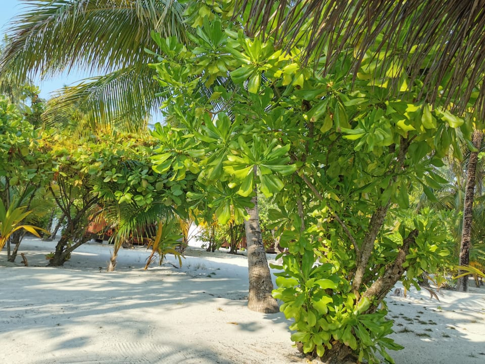 Strand Filitheyo Island Resort