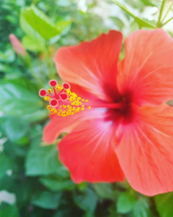 Gartenanlage Club Sidelya Hotel