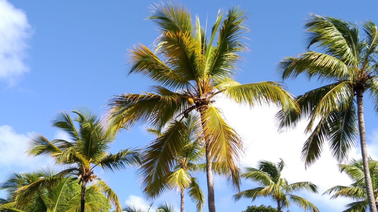 Gartenanlage Wyndham Alltra Samana