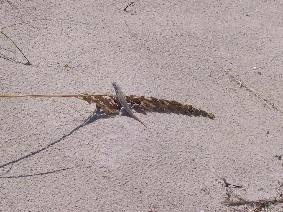 possierliches Tierchen Blau varadero - Adults only